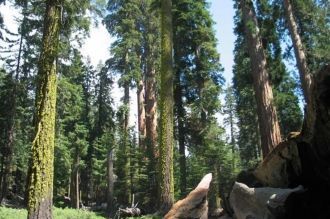 Эндемики в парке Лос Катиос, Колумбия.