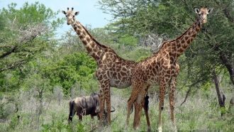 В заболоченных лесах по берегам полновод
