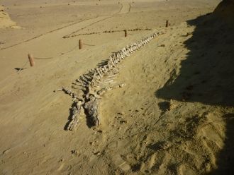 Большое количество ископаемых остатков в