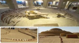 Остатки древних китов найденных в В