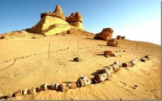 Вадь Иль Хитан – палеонтологические нахо