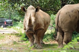 Популяция носорогов в парке составляет о
