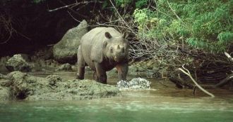 Кроме того, в Уджунг Кулон растет около 
