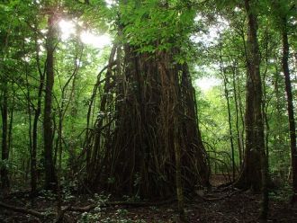 В 1991 году парк Уджунг Кулон был внесен