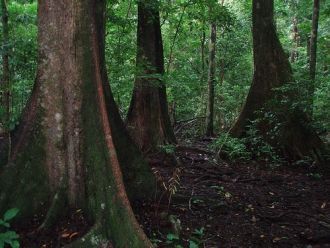 В парке проживают яванские носороги – кр