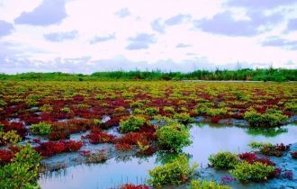 Национальный парк Сундарбан