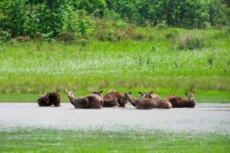 В водах заповедника водятся дельфины, бе