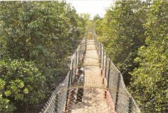 Земли парка покрыты зарослями дерева сун