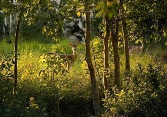 Также в зарослях Сундарбана обитает кошк