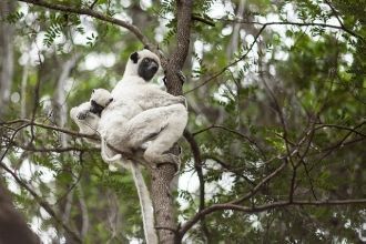В Цинги де Бемараха обитает огромное кол