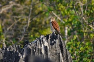 На территории заповедника произрастают д