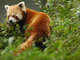 Фауна парка Канченджанга весьма экзотичн