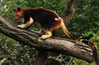В Национальном парке Лоренц зарегистриро