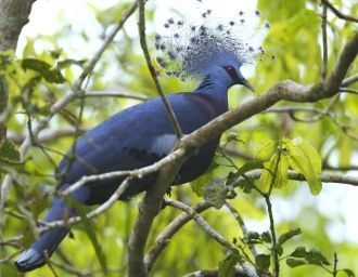 В парке Лоренц зарегистрировано более 60