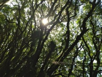 При выборе растений главным критерием бы