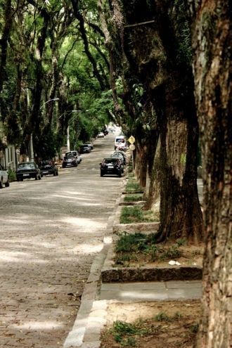 Стволы деревьев красновато-коричневого ц