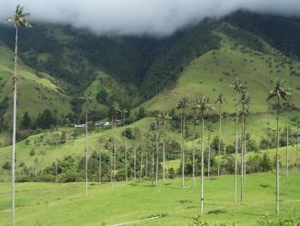 Кофейный культурный ландшафт Колумбии.