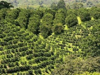 Кофейный культурный ландшафт Колумбии