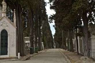 Высокие кипарисовые деревья, посаженные 