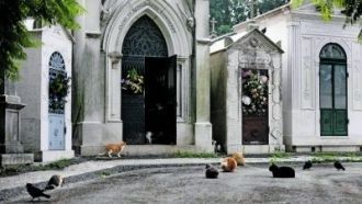 Необычным и достаточно жутким является т