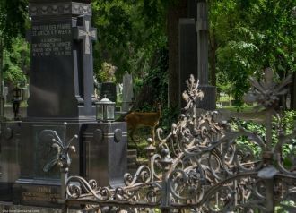 Слоняясь меж надгробий, крестов и памятн