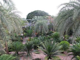 В парке есть пальмы, которые за пределам