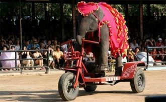 Слоны играют в мяч или дартс, катаются н