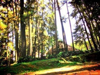 В январе 2015 года на территории ботанич