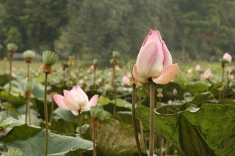 Когда Индонезия получила независимость, 