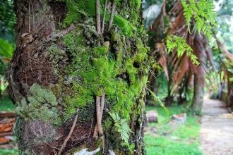 Туристов привлекают необычные растения с