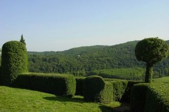 Самшит был выбран в качестве ключевой со