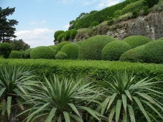 Самшиты, высаженные вдоль аллей, выстриж