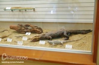 Крокодилы в музее естествознания «Содэму