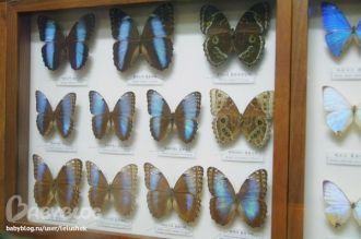 Бабочки в музее естествознания «Содэмун»