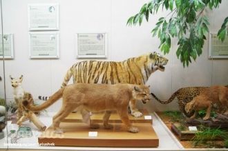 Хищные звери в музее естествознания «Сод
