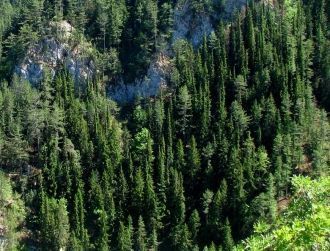 Леса покрывают 80% территории национальн