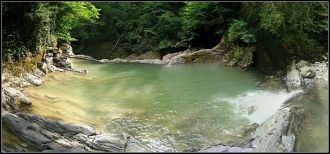 Деревья наполняют воздух целебными вещес