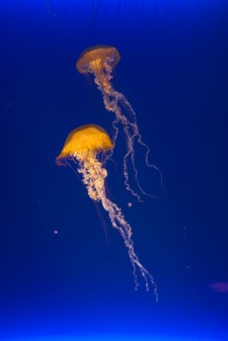 Так же там есть аквариум с огромными раз