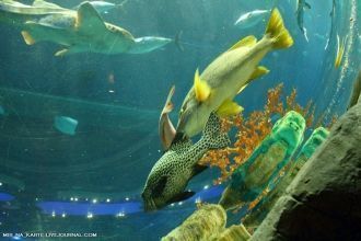 В частности, именно ученые Океанического