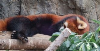 Помимо обычных панд в парке обитают редк