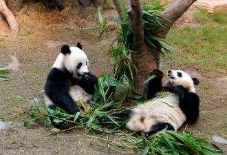 Особой любовью и вниманием в зоопарке по