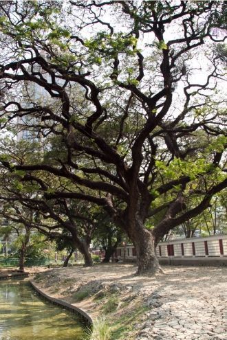 Повсеместно на газонах и в тени пальм мо