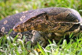 Парк Люмпини называют еще и парком варан