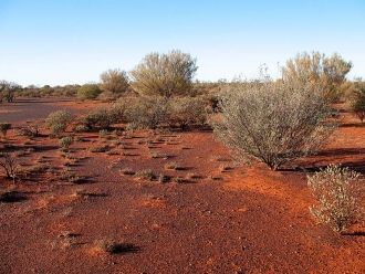 Растительность Кубер-Педи весьма скудная