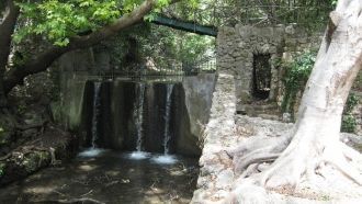 Пейзаж дополняют десятки павлинов, белос