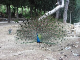 Известно, что в эпоху средневековья в па
