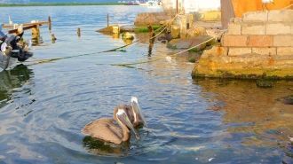 К титулу «пиратского Вавилона» прибавилс