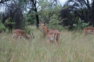 В Маракеле представлено все пять видов и