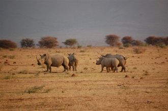 Носороги в Национальном парке Маракеле.