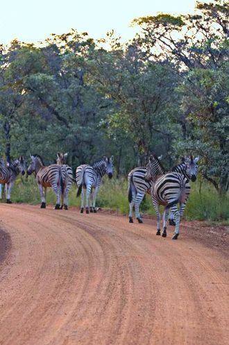 Зебры в Национальном парке Маракеле.
